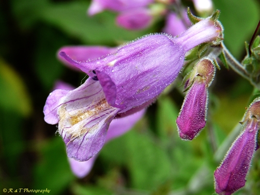 {Penstemon smallii}